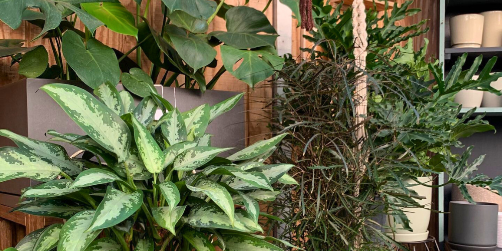 Primex Garden Center-Glenside-Pennsylvania-New Year, New Plants, New You-assorted houseplants