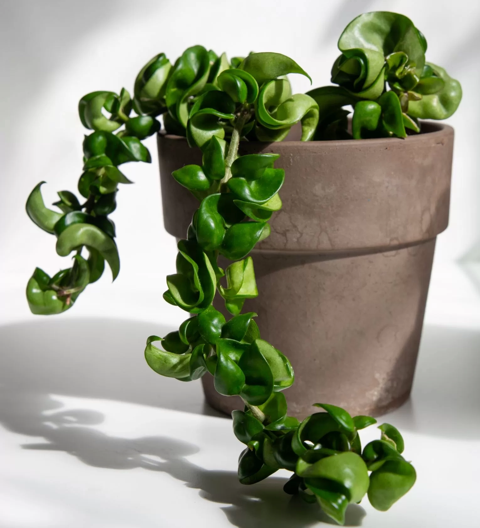 Hoya Rope Plant | House Plant Shop