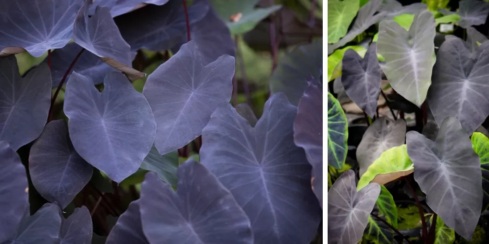 Primex Garden Center-Glenside-Pennsylvania-black magic colocasia