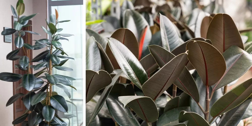 Primex Garden Center-Glenside-Pennsylvania-ficus elastica burgundy