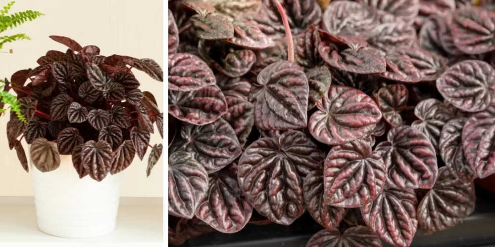 Primex Garden Center-Glenside-Pennsylvania-peperomia burgundy ripple 