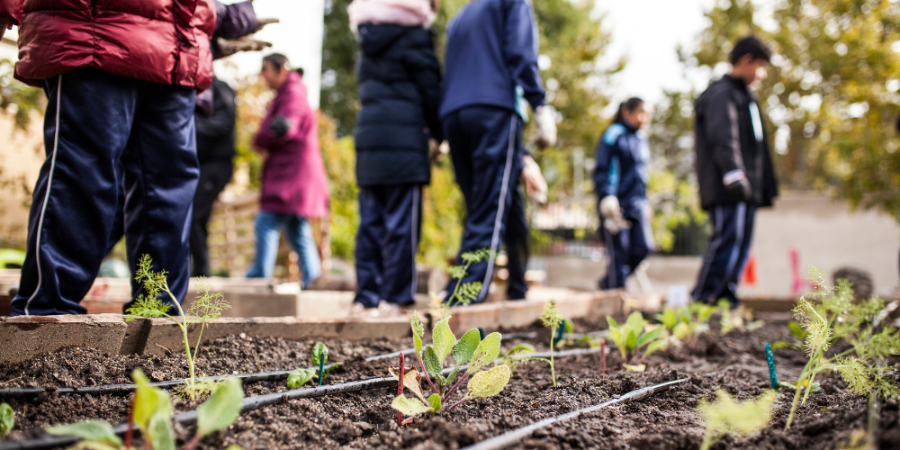 Primex Garden Center-Glenside-Pennsylvania- Benefits of Community Gardens-growing herbs in garden