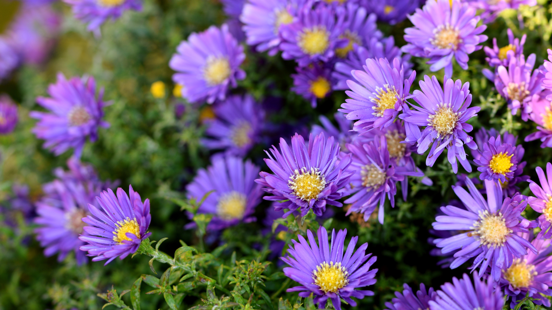 Primex Garden Center-Glenside-Pennsylvania-Designing a Rain Garden-aster flowers