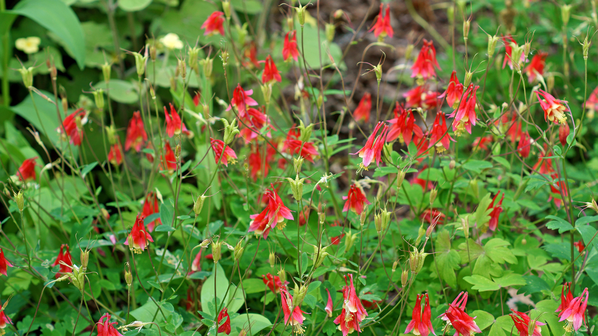 Primex Garden Center-Glenside-Pennsylvania-Designing a Rain Garden-columbine flowers