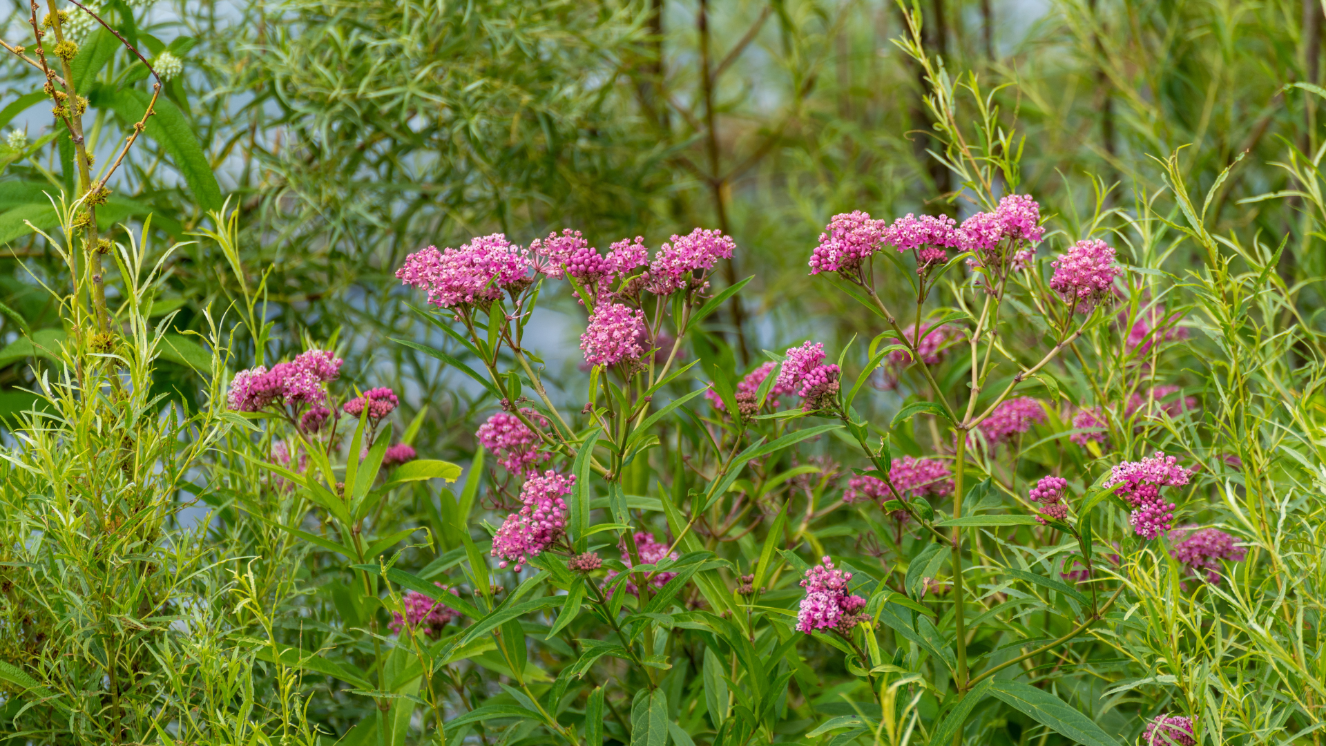 Primex Garden Center-Glenside-Pennsylvania-Designing a Rain Garden-swamp milkweed
