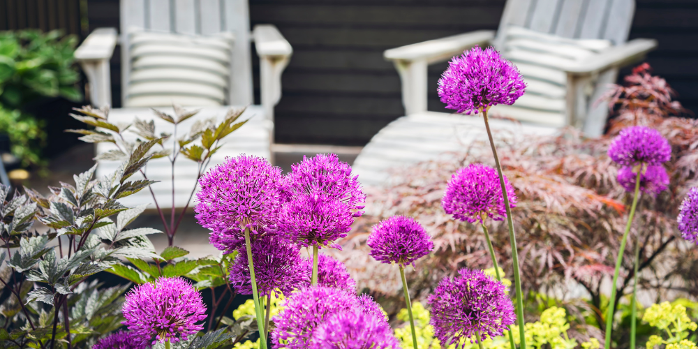 Primex Garden Center-Glenside-Pennsylvania-The New Perennial Movement-alliums in garden