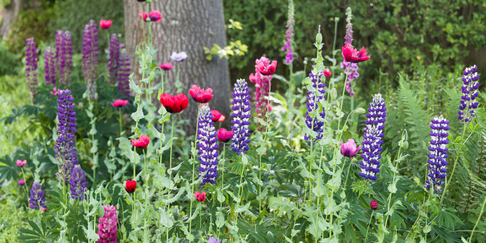 Primex Garden Center-Glenside-Pennsylvania-The New Perennial Movement-lupine in garden
