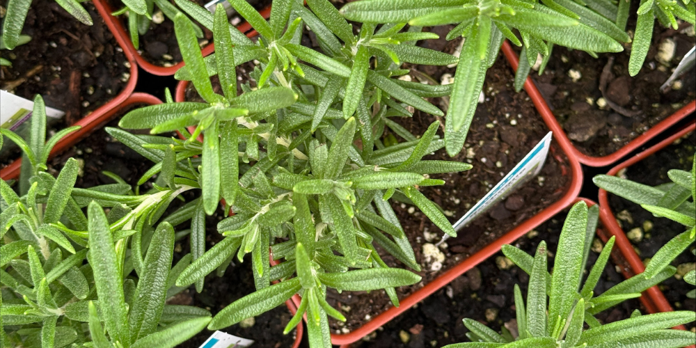 Primex Garden Center-Glenside-Pennsylvania-Valentines Day Gift Guide-rosemary herb