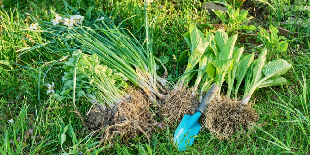 Primex Garden Center-Glenside-Pennsylvania-Kickstart Spring Gardening in Pennsylvania-division of perennials