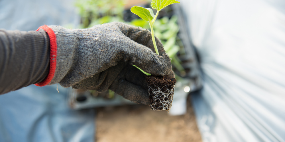 Primex Garden Center-Glenside-Pennsylvania-Mad About Melons-cantaloupe plant