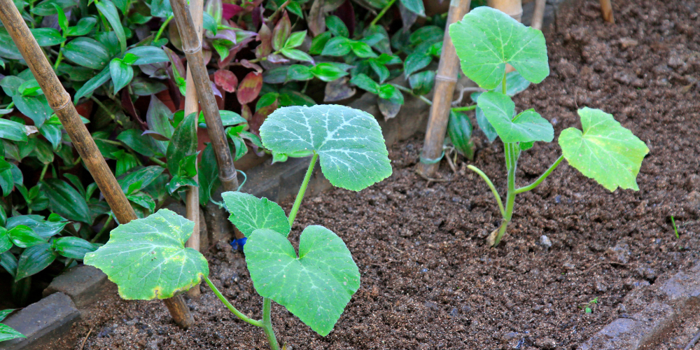 Primex Garden Center-Glenside-Pennsylvania-Mad About Melons-honeydew melon plant 