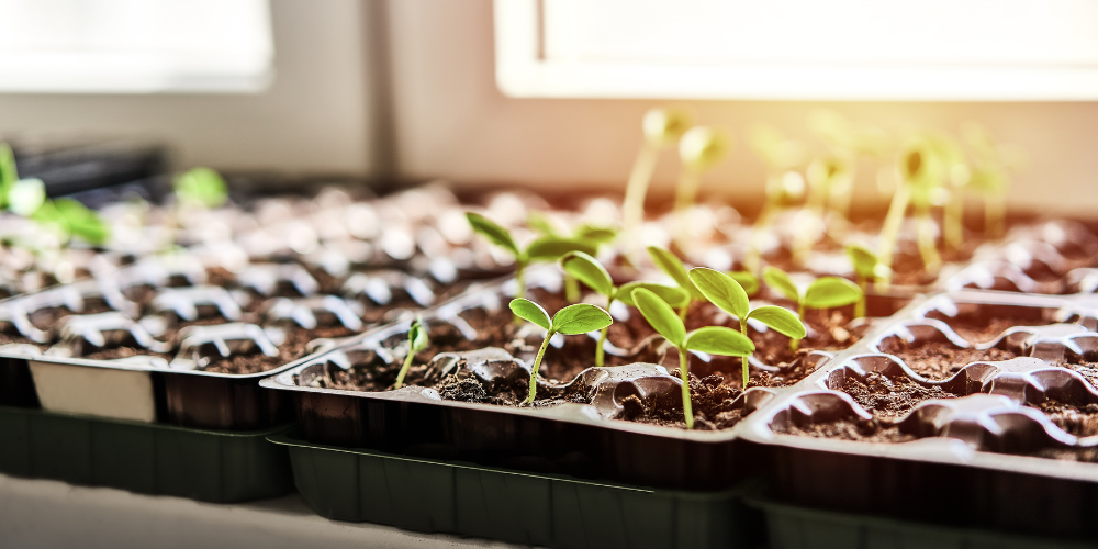Primex Garden Center-Glenside-Pennsylvania-Mad About Melons-melon seedlings