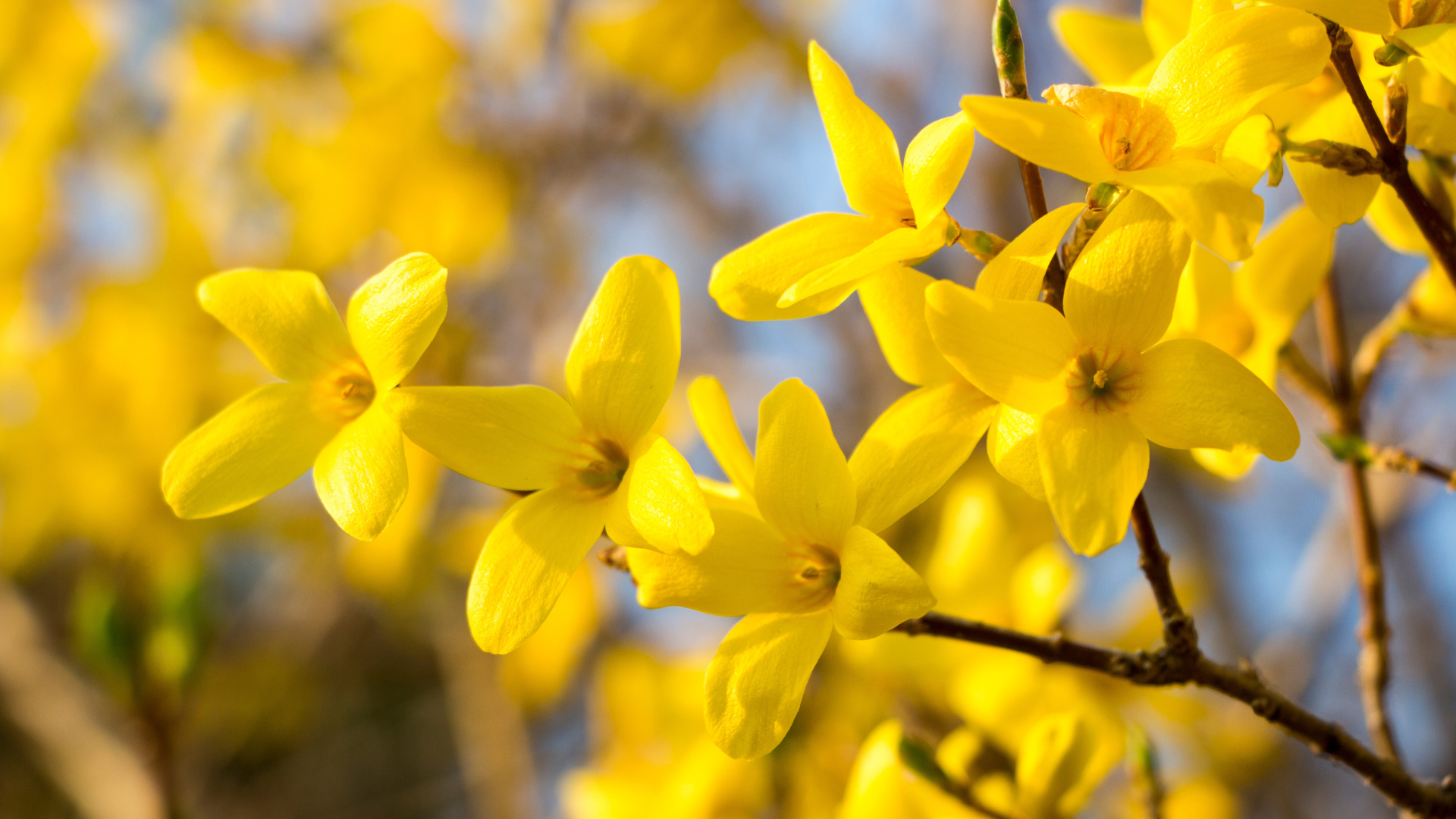 Primex Garden Center-Glenside-Pennsylvania-Monthly Horoscope Aries-forsythia flower