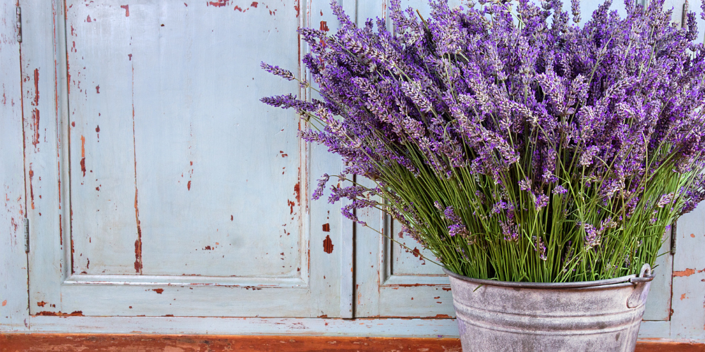 Primex Garden Center-Glenside-Pennsylvania-Monthly Horoscopes for Pisces-lavender