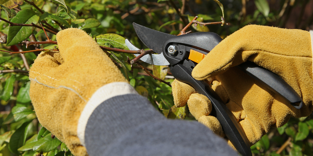 Primex Garden Center-Glenside-Pennsylvania-Monthly Horoscopes for Pisces-pruning tree