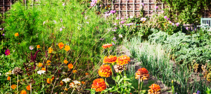 Where Bounty Meets Beauty: The Essentials of ‘Edimental’ Gardening