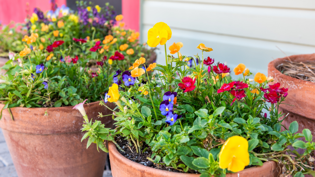 Primex Garden Center-Glenside-Pennsylvania-cool-season annuals-spring flowers in terracotta pots