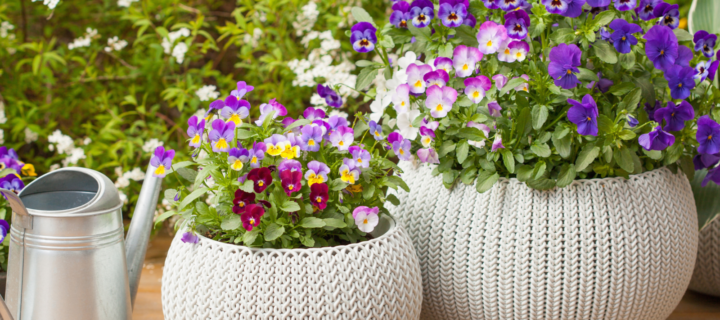 Celebrate Spring with These Cool-Season Annuals