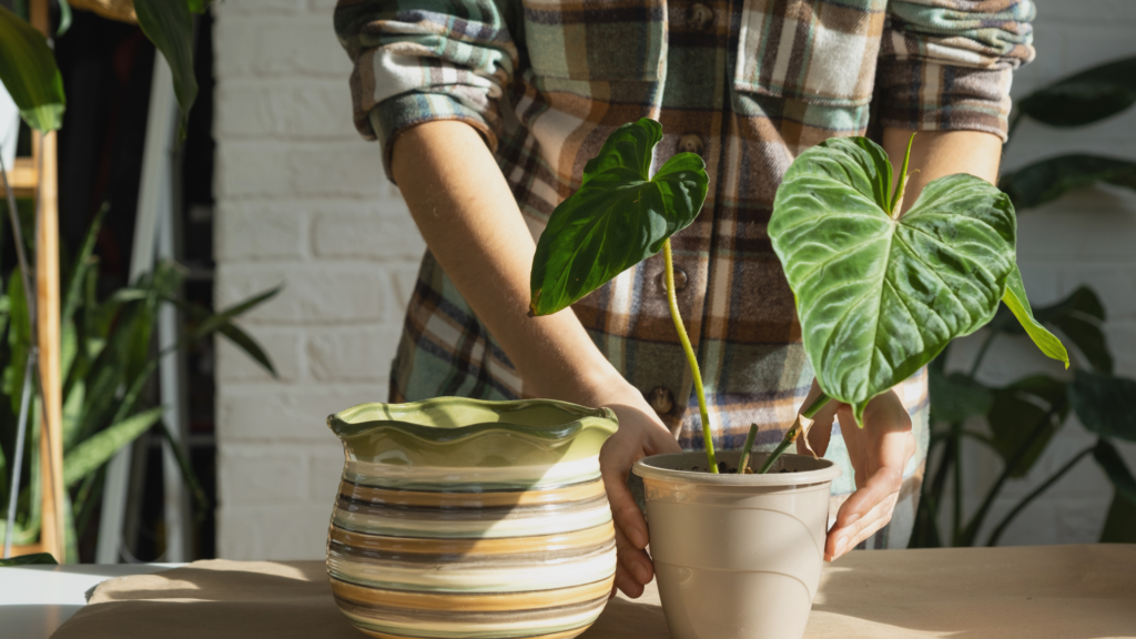 Primex Garden Center-Glenside-Pennsylvania-repotting houseplants-person repotting houseplant