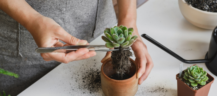 The Ultimate Spring Guide to Repotting Houseplants