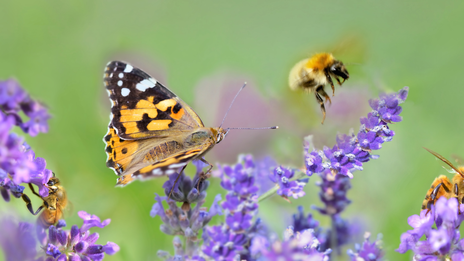 Primex Garden Center-Glenside-Pennsylvania-Gemini Horoscope-butterflies on purple flowers