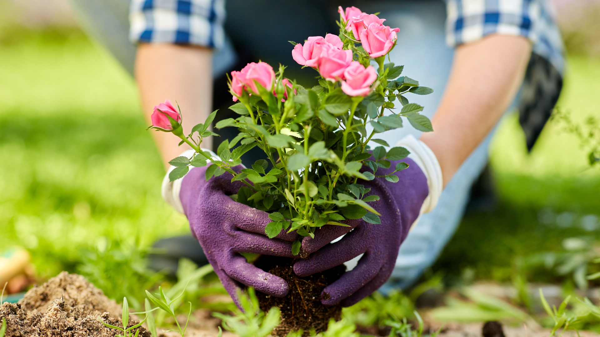 Primex Garden Center-Glenside-Pennsylvania-Gemini Horoscope-gardener planting pink roses