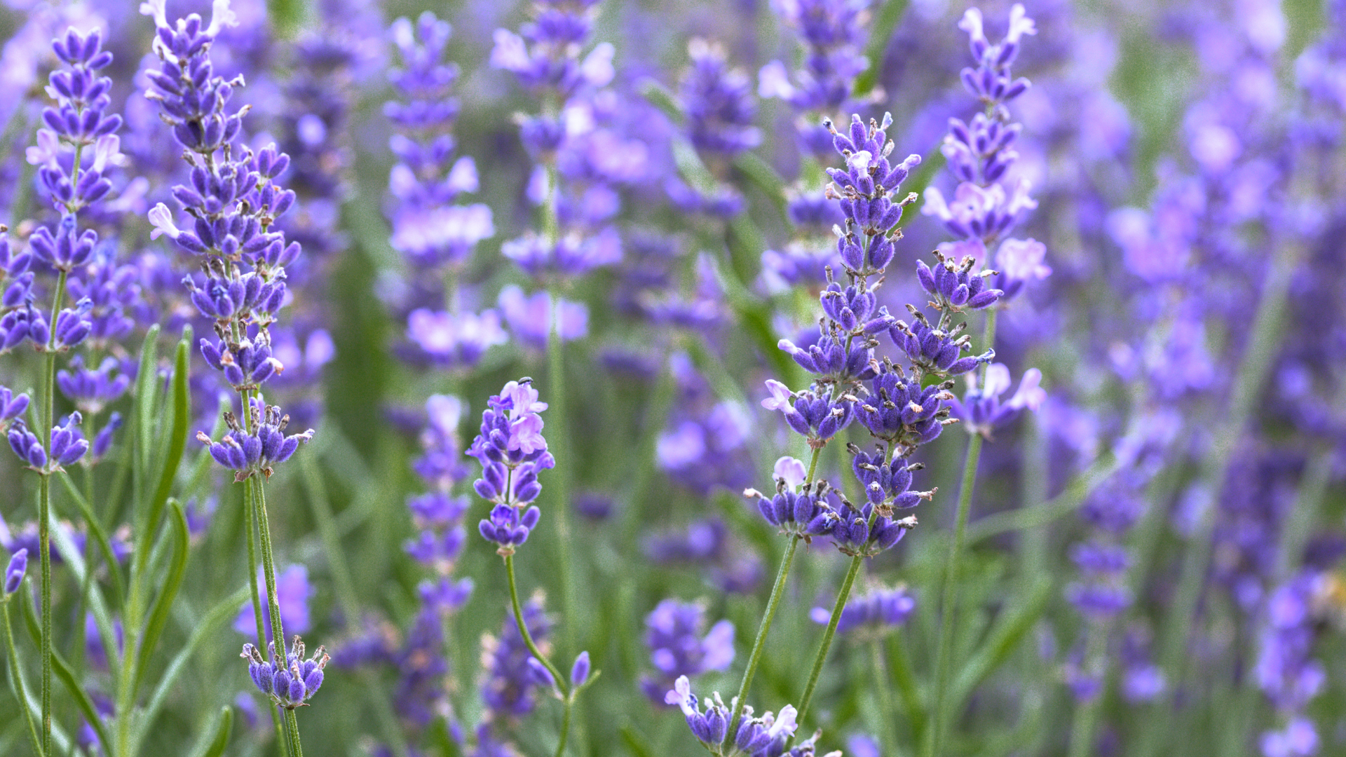 Primex Garden Center-Glenside-Pennsylvania-Gemini Horoscope-lavender