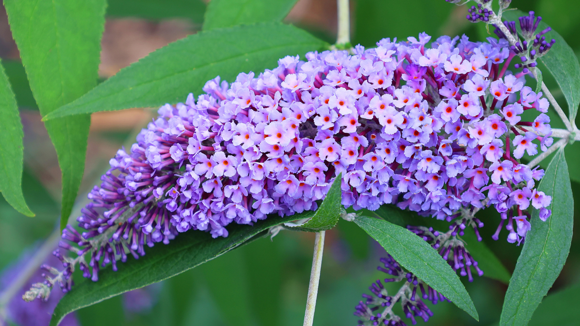 Primex Garden Center-Glenside-Pennsylvania-Gemini Horoscope-butterfly bush