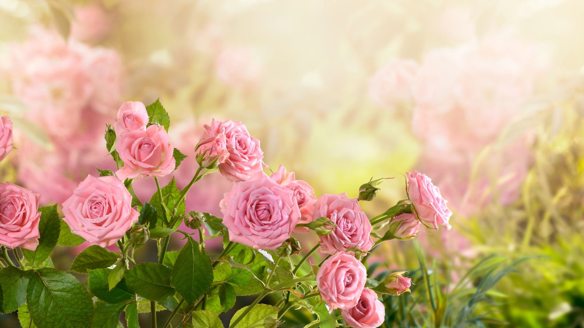 Primex Garden Center-Glenside-Pennsylvania-Monthly Gardening Horoscope-Taurus-pink roses