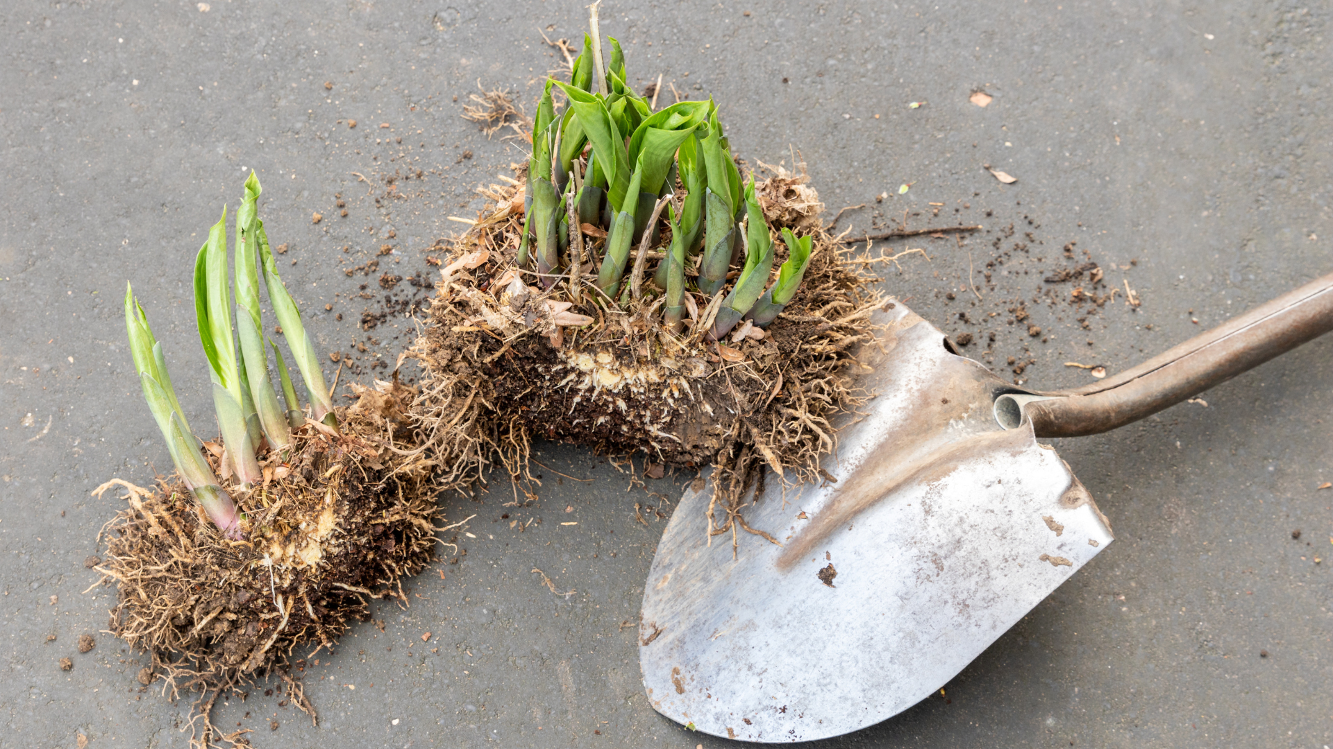Primex Garden Center-Glenside-Pennsylvania-Monthly Gardening Horoscope-Taurus-dividing hostas in spring