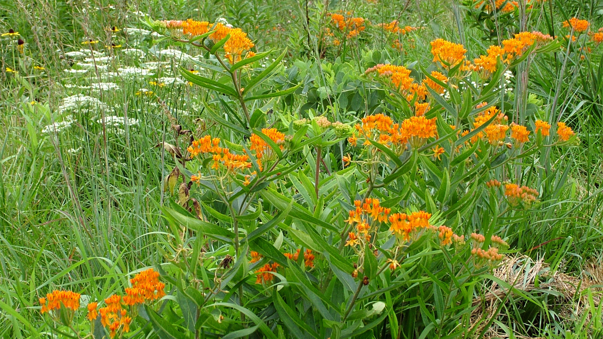 Primex Garden Center-Glenside-Pennsylvania-Public Gardens-milkweed-orange butterfly bush