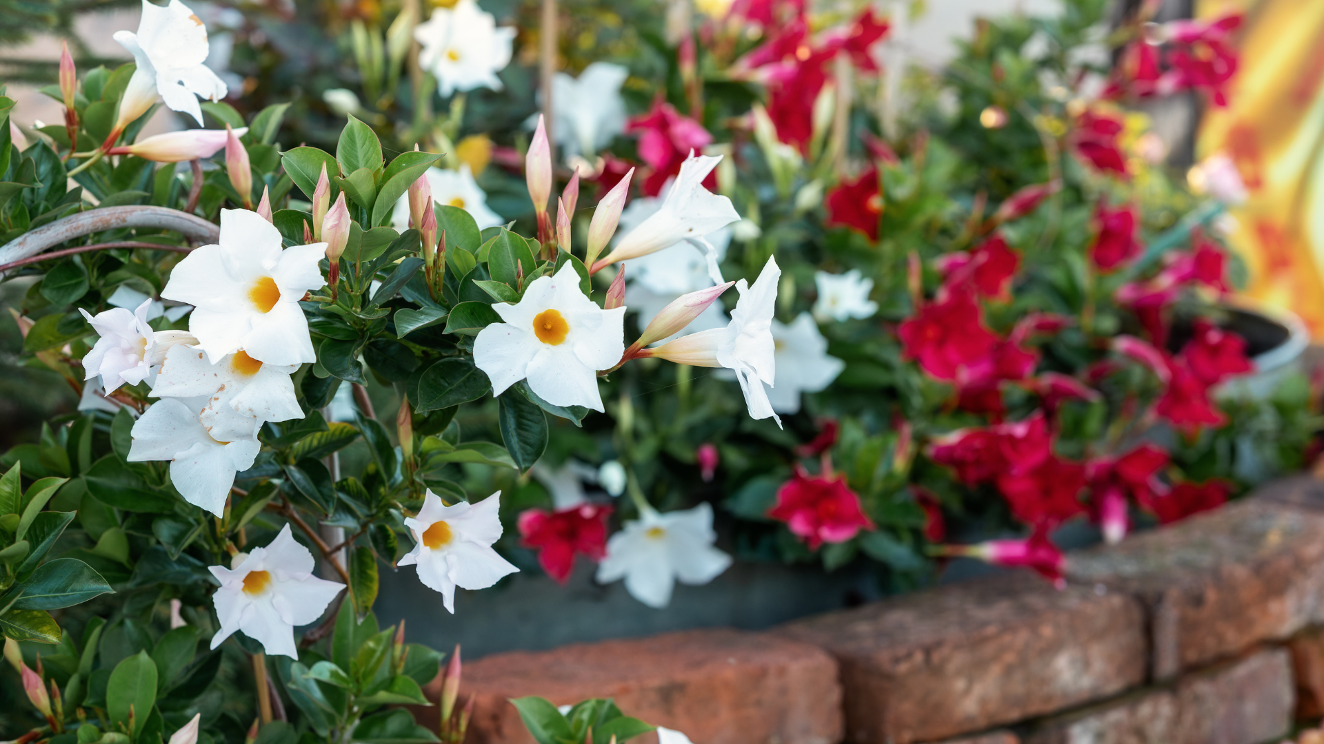 Primex Garden Center-Glenside-Pennsylvania-Taste the Tropics-tropical flowers spilling over garden wall