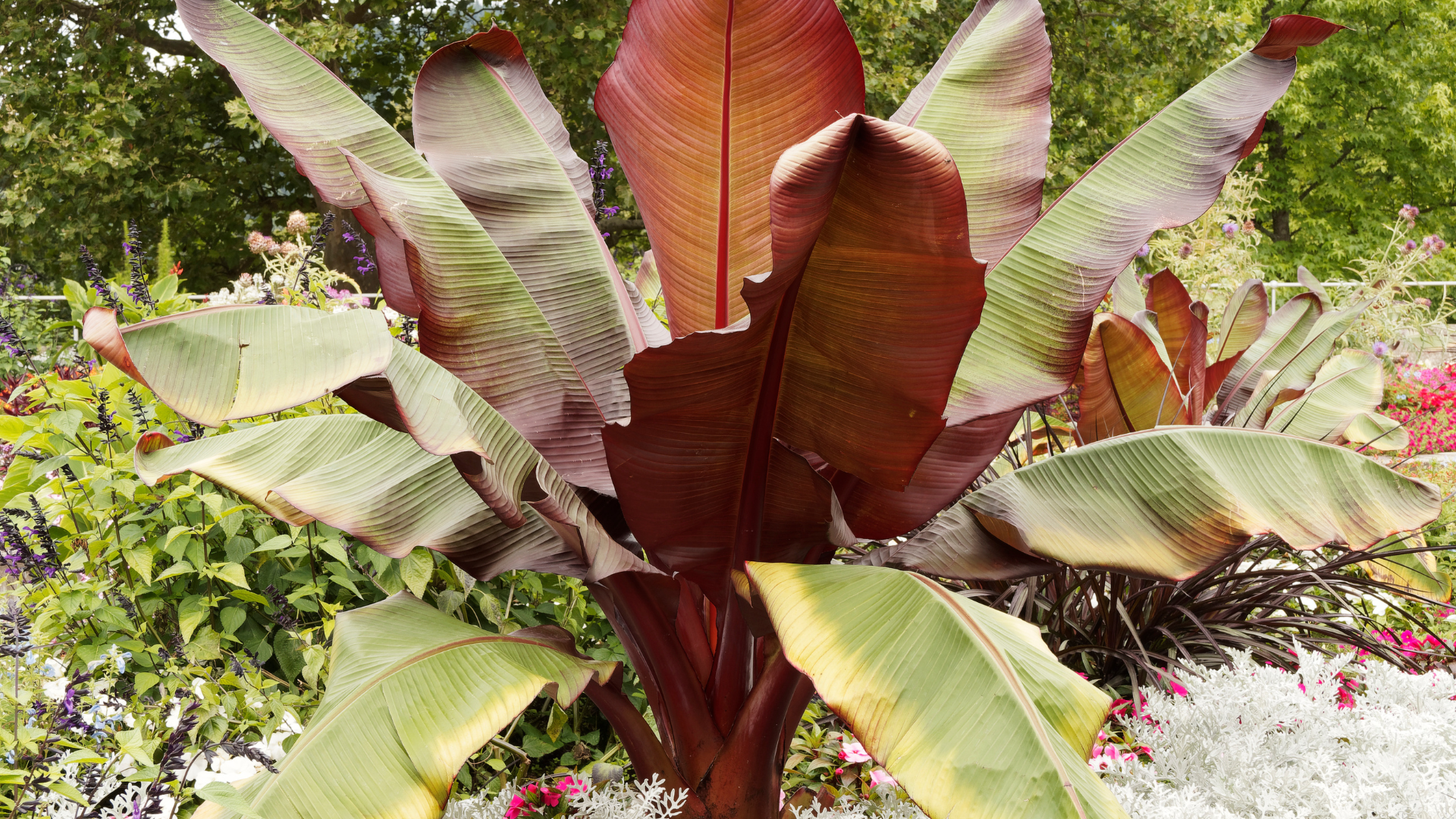 Primex Garden Center-Glenside-Pennsylvania-Taste the Tropics-banana plant