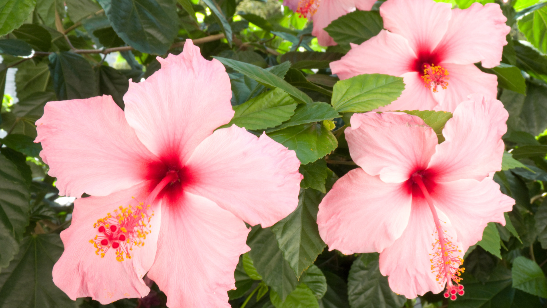 Primex Garden Center-Glenside-Pennsylvania-Taste the Tropics-hibiscus flowers