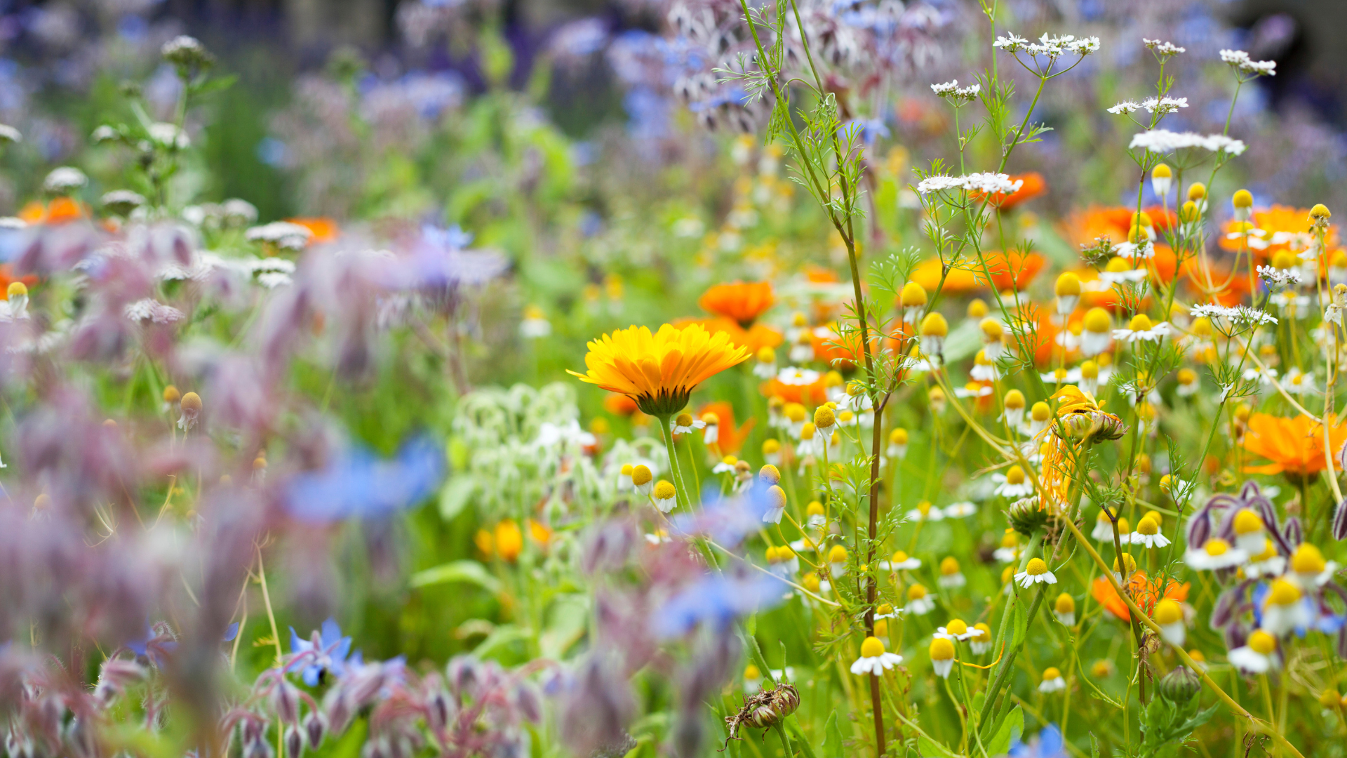 Primex Garden Center-Glenside-Pennsylvania-Companion Planting-field of wildflowers