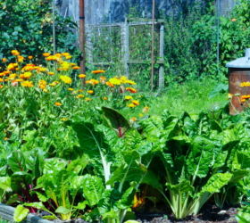 Gardening Tips and Resources - Primex Garden Center