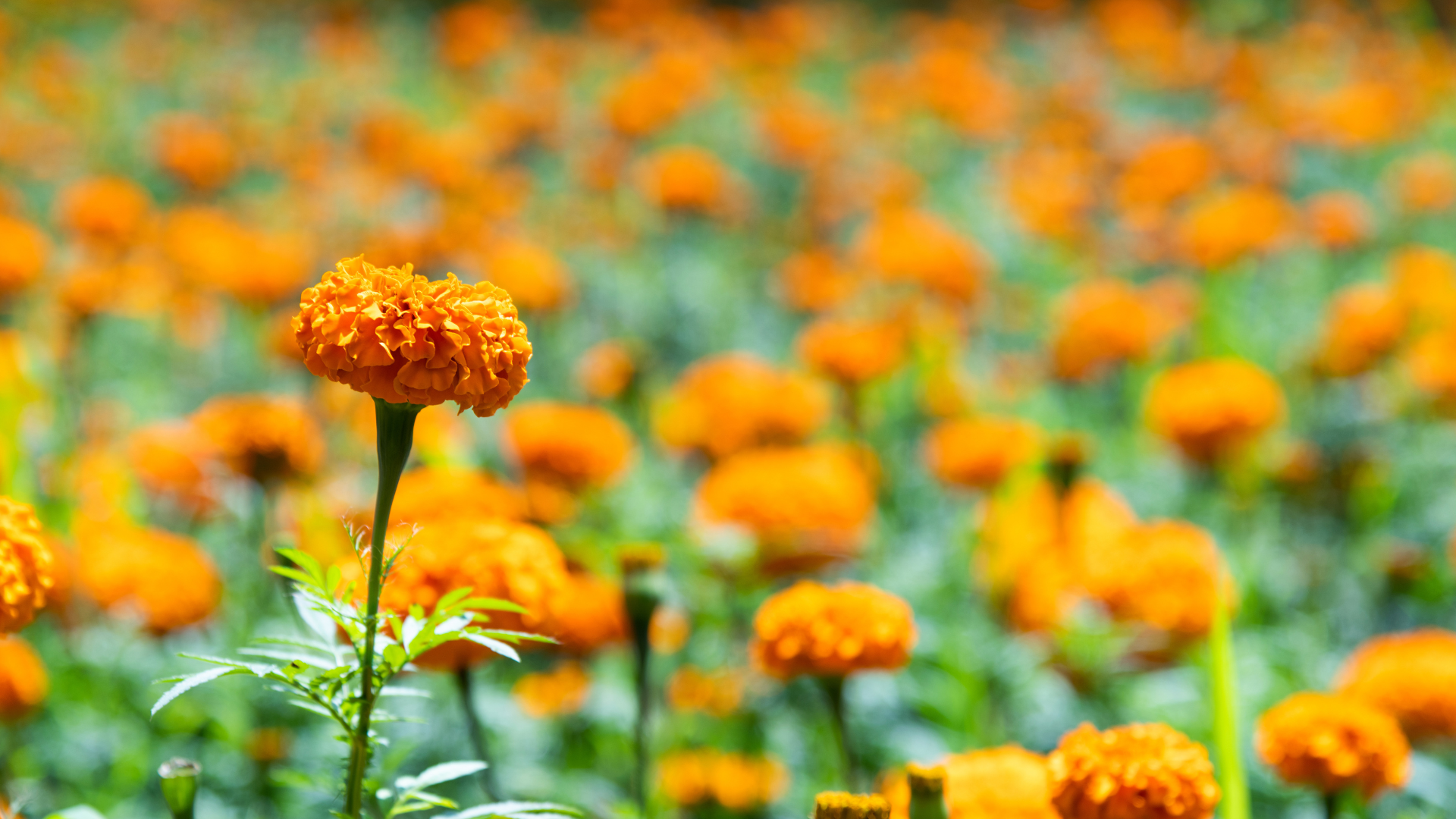 Primex Garden Center-Glenside-Pennsylvania-Companion Planting-marigolds growing in garden