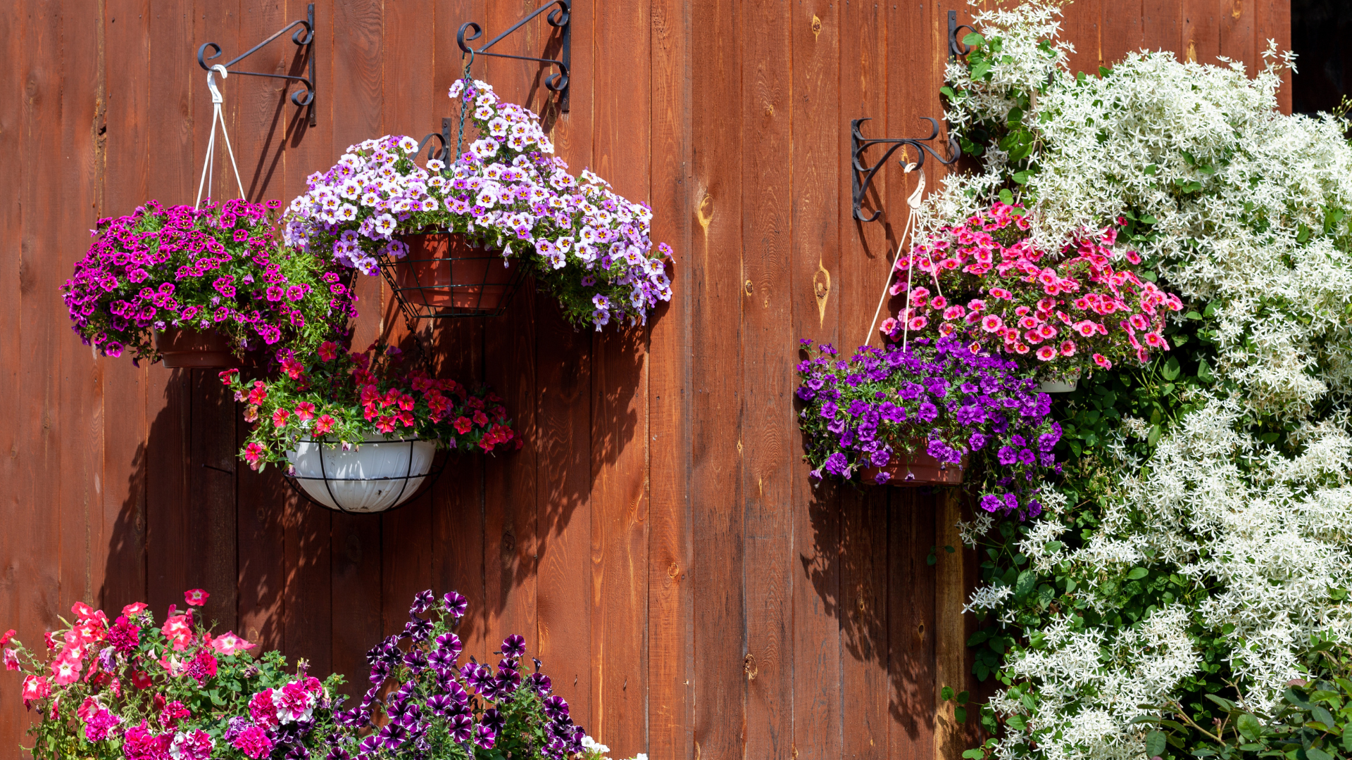 Primex Garden Center-Glenside-Pennsylvania-Hanging Baskets-baskets of flowers hanging on barn exterior