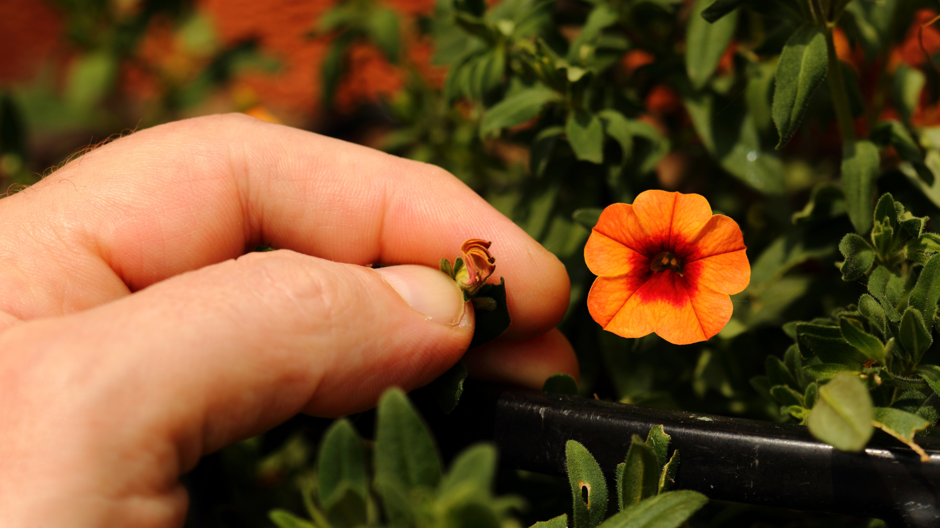 Primex Garden Center-Glenside-Pennsylvania-Hanging Baskets-person deadheading petunias