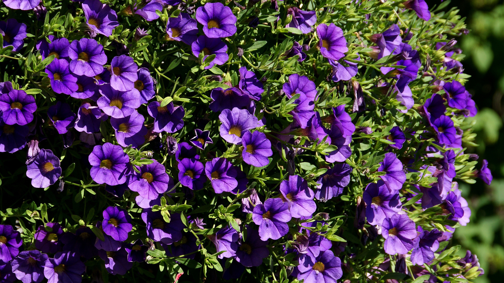 Primex Garden Center-Glenside-Pennsylvania-Hanging Baskets-purple million bells 