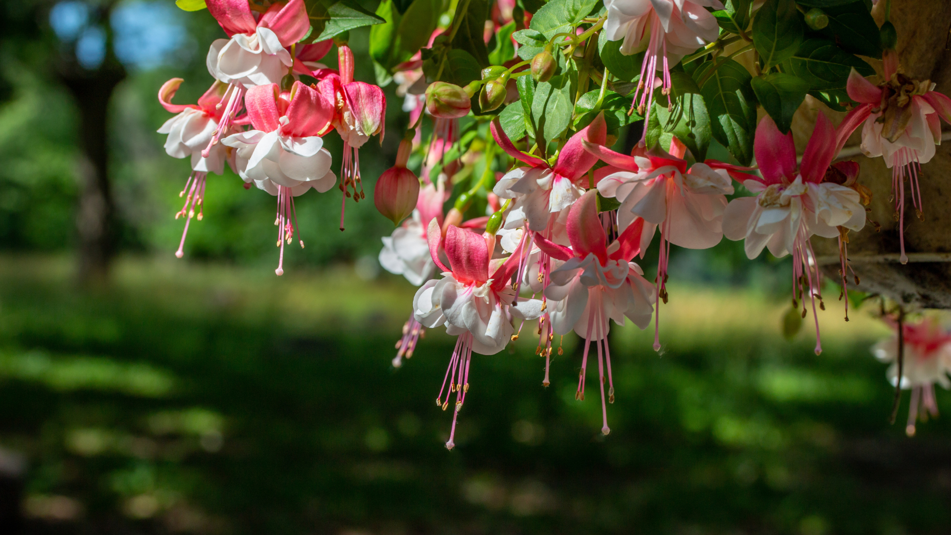 Primex Garden Center-Glenside-Pennsylvania-Hanging Baskets-trailing fuchsia plant in basket