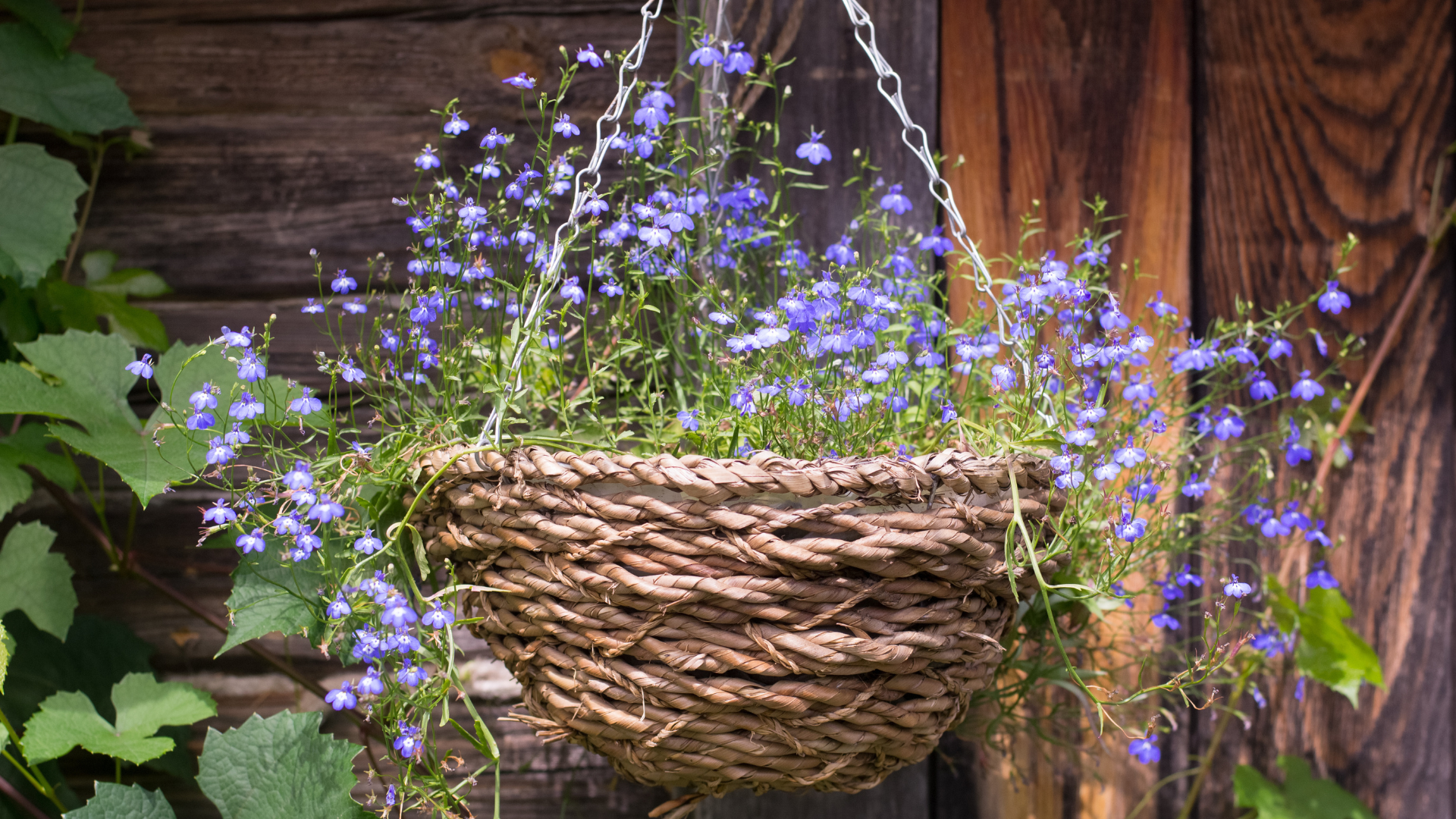 Primex Garden Center-Glenside-Pennsylvania-Hanging Baskets-woven basket with trailing lobelia
