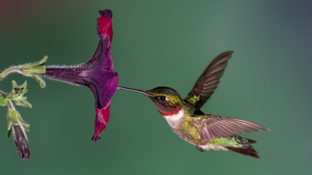 Primex Garden Center-Glenside-Pennsylvania-Hummingbirds-hummingbird pollinating petunia