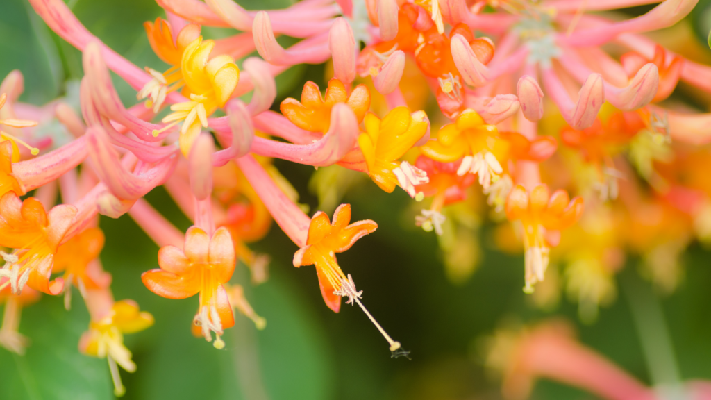 Primex Garden Center-Glenside-Pennsylvania-Hummingbirds-trumpet flower 