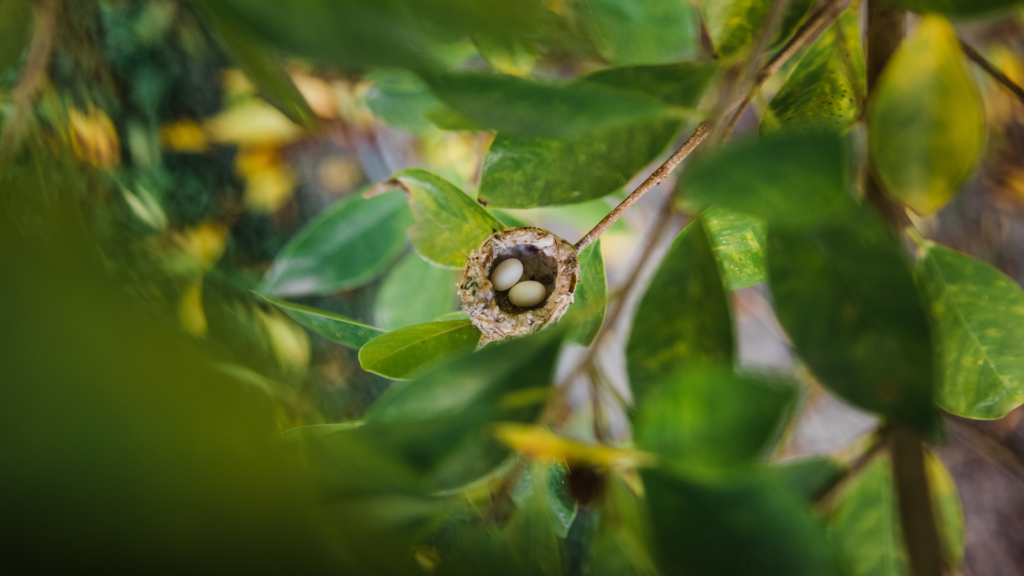 Primex Garden Center-Glenside-Pennsylvania-Hummingbirds- hummingbird nest on branch