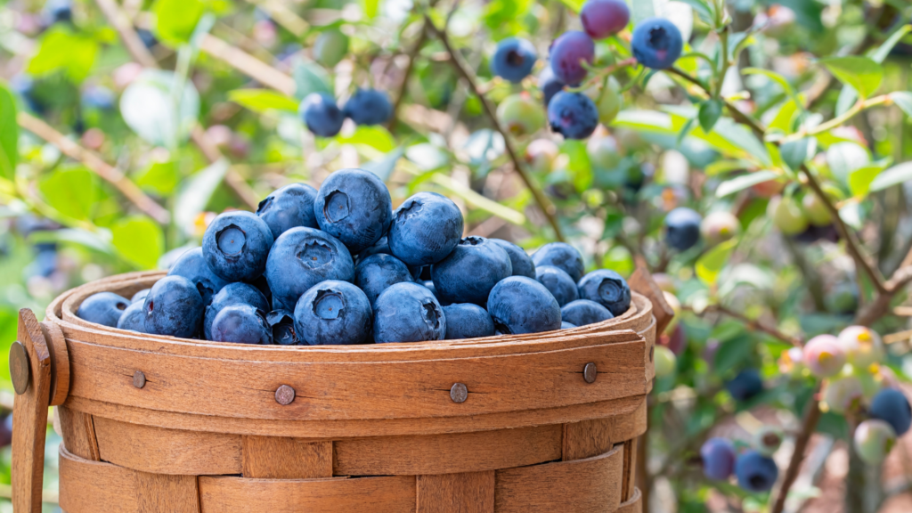 Primex Garden Center-Glenside-Pennsylvania-Monthly Gardening Horoscope Cancer-fresh-picked blueberries in bucket 