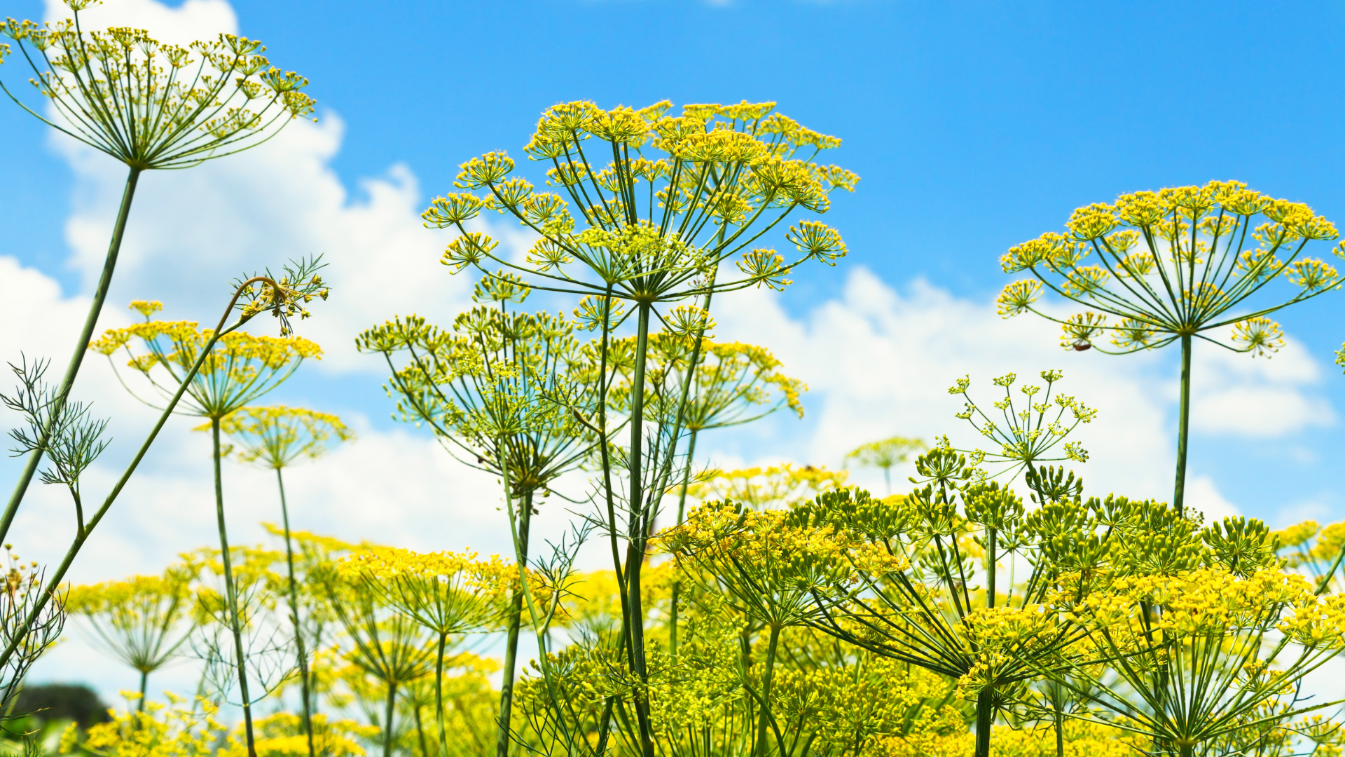 Primex Garden Center-Glenside-Pennsylvania-Beneficial Insects-dill plants