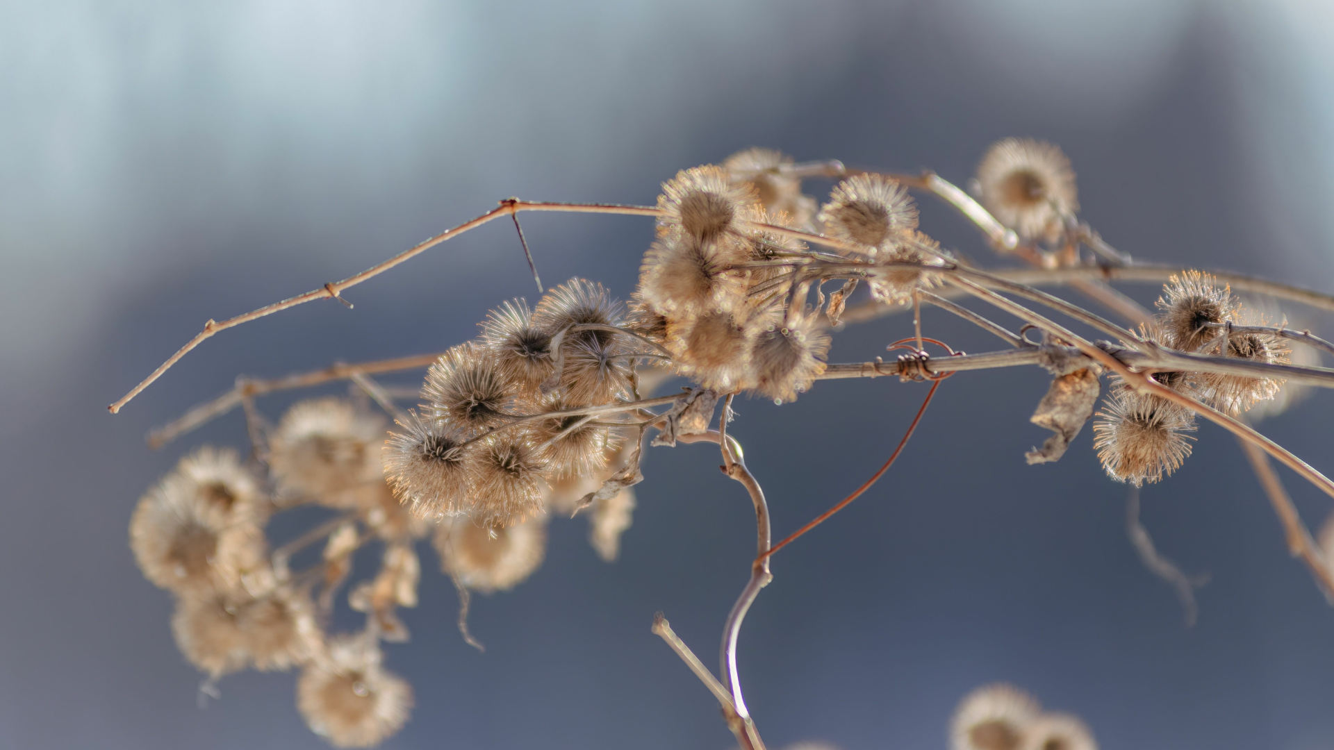Primex Garden Center-Glenside-Pennsylvania-Beneficial Insects-flower seed heads in winter for birds