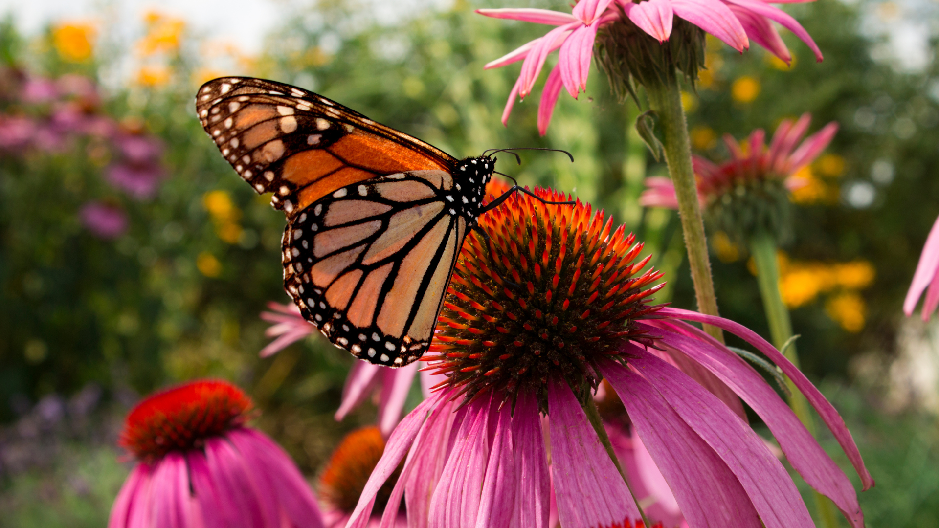 Primex Garden Center-Glenside-Pennsylvania-Beneficial Insects-monarch butterfly on purple coneflower 