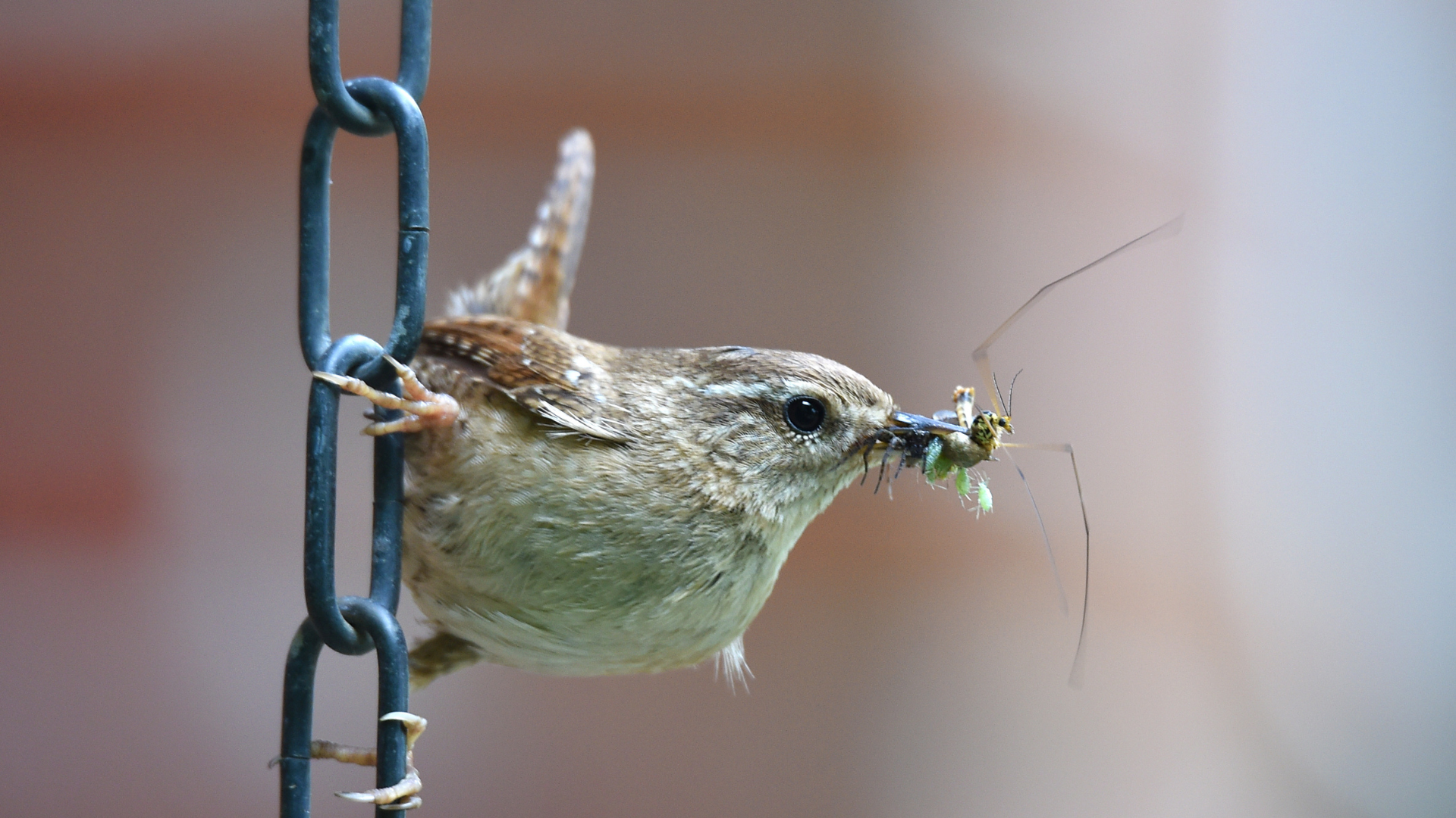 Primex Garden Center-Glenside-Pennsylvania-Beneficial Insects-wren eating insect in the garden
